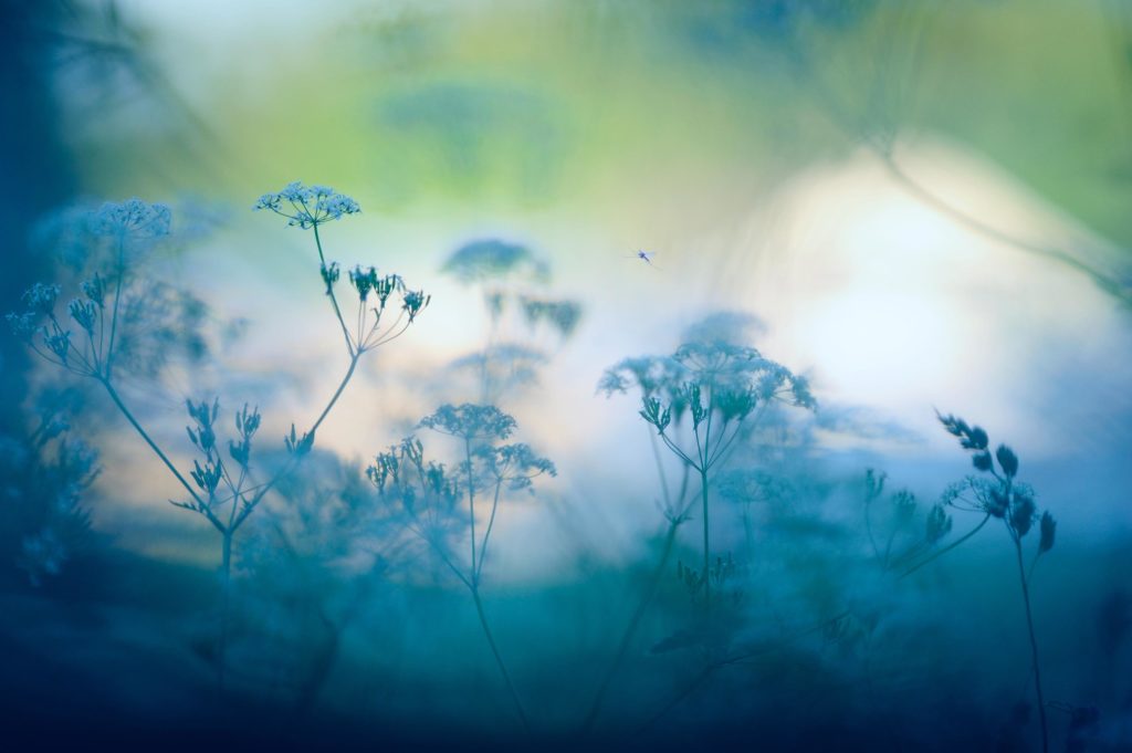 Blumen Chinesische Blumen