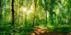 Eilenriede – direkt gegenüber der Praxis Bild: Wald (Eilenriede Hannover)