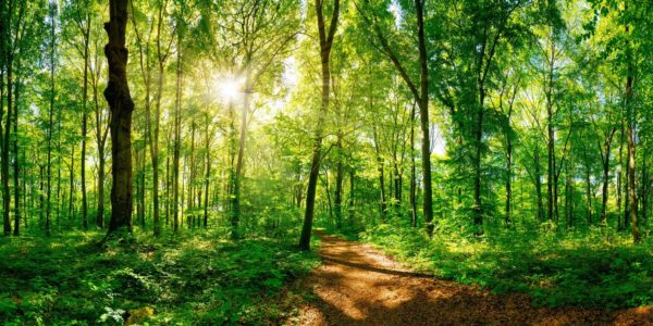 Eilenriede – direkt gegenüber der Praxis Bild: Wald (Eilenriede Hannover)