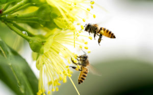 bienchen_lq Sommerliches Bild: Biene auf Blume